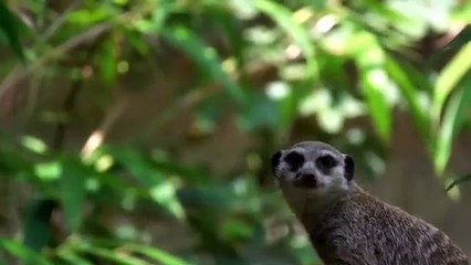 Videos | Short video | funny | snake | fighting | kobra