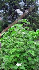 Village Life vlog hardworking women