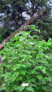 Village Life vlog hardworking women