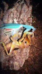 a cricket fighting a praying mantis