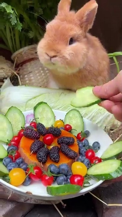 rabbit ait