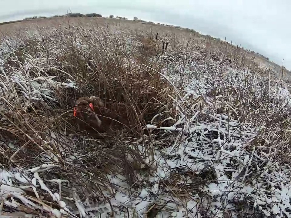 Willows first pheasant retrieve