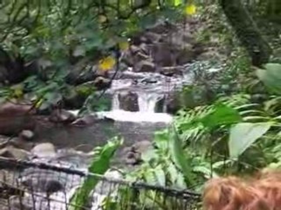 Guadeloupe - 15/04/2008 - Les chutes du carbet