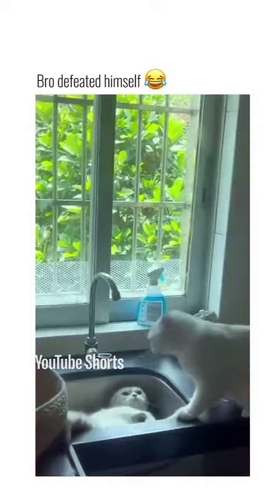 Funny Cats 🐱#cute #cat #short #funny #funnyvideo #funnyanimals #funnyshorts #cat #cutecat #funnycats