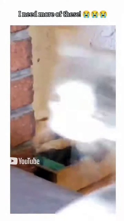 Funny Cats 🐱#cute #cat #short #funny #funnyvideo #funnyanimals #funnyshorts #cat #cutecat #funnycats_2