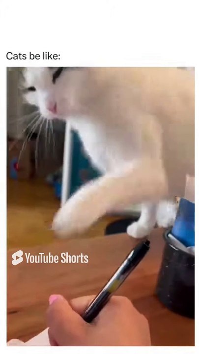 Funny Cats 🐱#cute #cat #short #funny #funnyvideo #funnyanimals #funnyshorts #cat #cutecat #funnycats_5