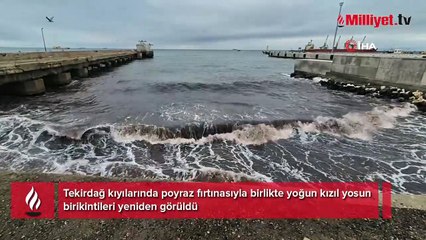 Sahil kızıla boyandı! Gören gözlerine inanamadı, gerçek sonra ortaya çıktı