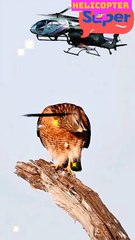 This Birds has the movies🐧🤣