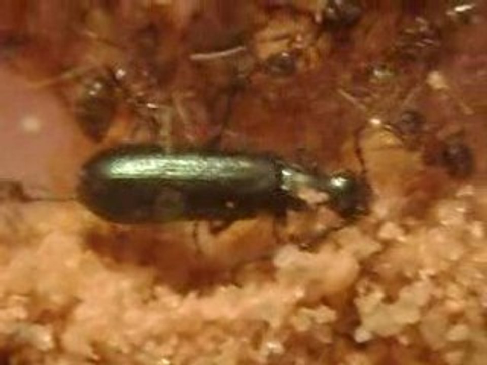 Un intrus dans la fourmiliere