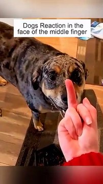 Funny animal videos 😹🤣 #funnyanimals #pet #cat #dog #cute #animals