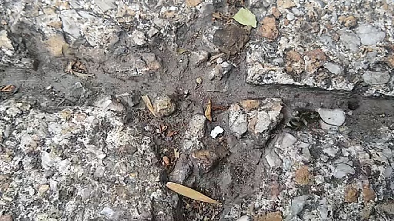 Hormigas, muchas hormigas, rápidas hormigas