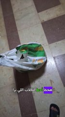 كلب قليل الأدب