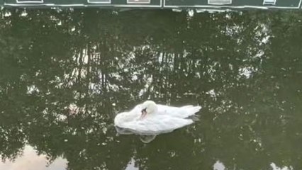 Cause of death revealed after dozens of swans and other birds die in London canal