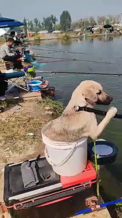 Fisher Doggy