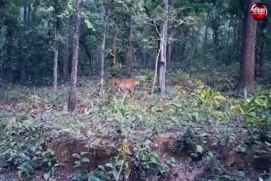 CG News : छत्तीसगढ़ के अचानकमार अभयारण्य में बाघ देखकर पर्यटक हुए रोमांचित