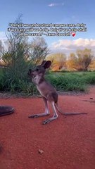 Little orphan kangaroo Pippa is an expert at jumping into her pouch!   Make a Difference   Sign the pledge and commit to a vegan lifestyle at the link in our bio @vegan.f.t.a  - @thekangaroosanctuary #kangar