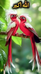 surah jummah 13 create #foryou #foryou #foryou #shorts #IslamicShorts #shortsvideo #shortfeed #NatureInspiredByQuran #bird