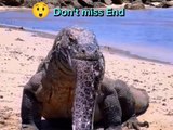 Komodo dragon eats electric eel and flips over | entertainment video