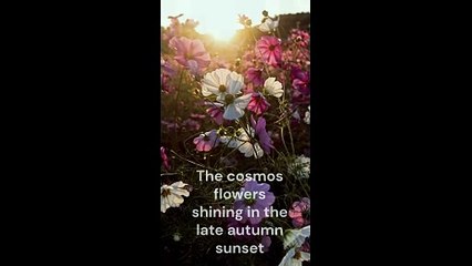 The cosmos shining in the late autumn by 4K.