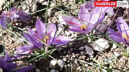 Hasadı ilk kez yapıldı: Kilosu 600 bin TL'den alıcı buluyor