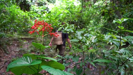 EP.140 - Comida selvagem, muitos vegetais de samambaia na floresta