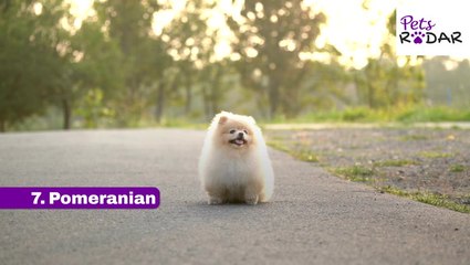 10 Top 10 Most Friendly Dog Breeds for Loving Companions 🐶