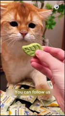 Hilarious Cats Eating Their Favorite Foods! #cutecats #funnycats