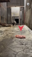 These Cats Devour Their Meaty Feast! #fiercecats