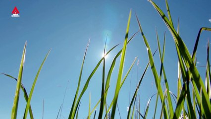 Larasati_Mataharinya Dunia [Official Music Video]