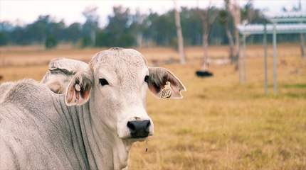 Cutting edge shelter research in northern cattle