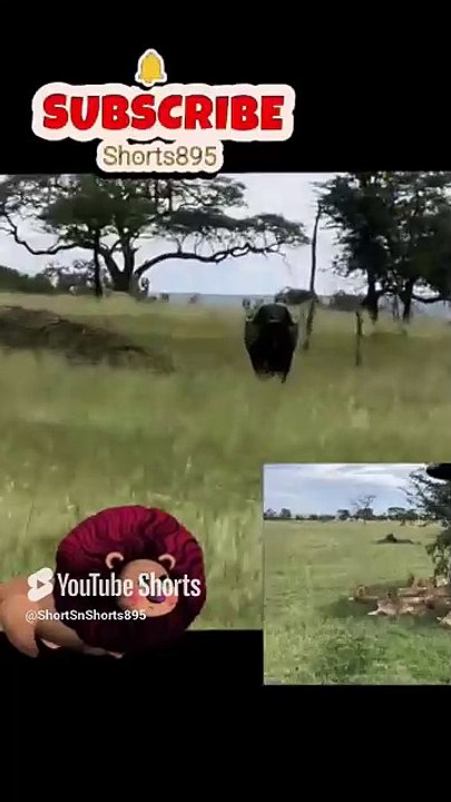 Lion 🦁 vs Buffalo 🐃 #wildanimals #shorts895