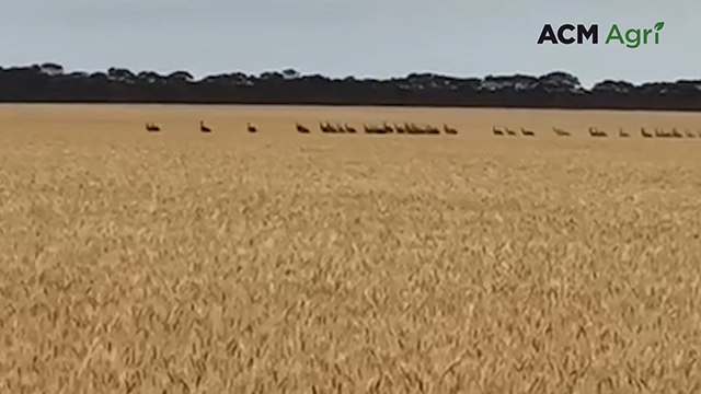 Emus smashing crops and destroying fences at Salmon Gums