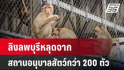 ลิงลพบุรีหลุดจากสถานอนุบาลสัตว์กว่า 200 ตัว | โชว์ข่าวเช้านี้  | 18 พ.ย. 67