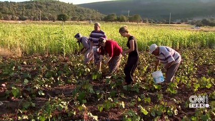 Tarımda planlı üretim devri: Kime 'İlave üretim' desteği verilecek?