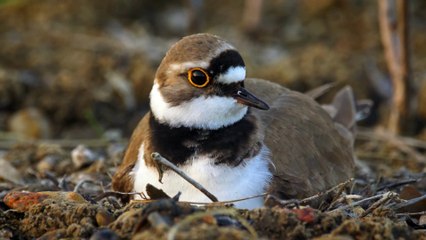 The Ringed Plover: Close Up HD Footage (Charadrius hiaticula)