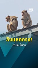 วุ่น! ลิงลพบุรีแหกกรง! | PPTV Online
