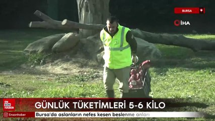 Bursa'da aslanların nefes kesen beslenme anları