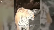 Incredulidad entre zoologos al avistar al tigre más grande del mundo: parece un animal prehistórico del tamaño de un coche