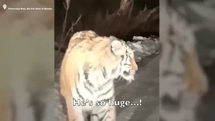 Incredulidad entre zoologos al avistar al tigre más grande del mundo: parece un animal prehistórico del tamaño de un coche