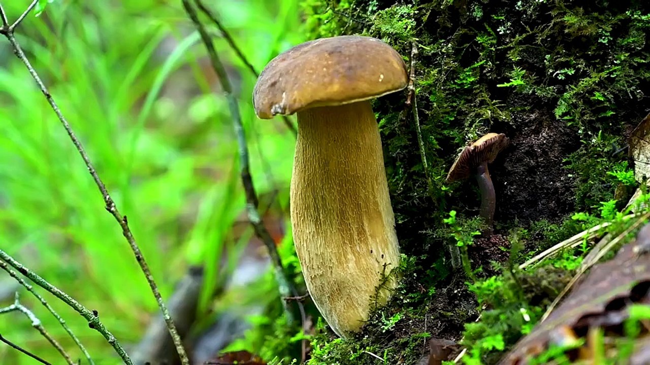 Boletus