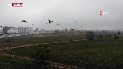 Erzincan'da sis: Görüş mesafesi 30 metreye kadar düştü