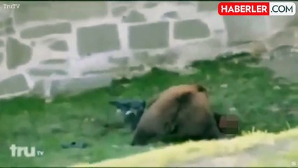 Gittiği hayvanat bahçesinde ayı saldırısına uğrayan adam ağır yaralandı