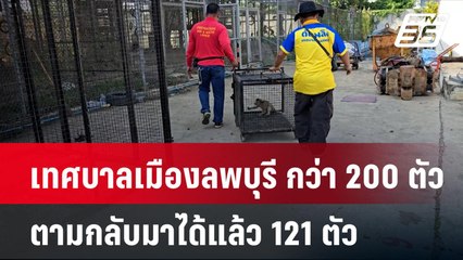 เทศบาลเมืองลพบุรี กว่า 200 ตัว ตามกลับมาได้แล้ว 121 ตัว| เที่ยงทันข่าว | 18 พ.ย. 67