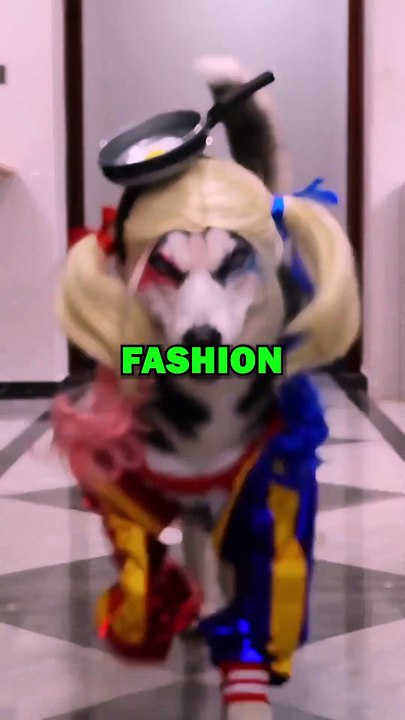 DOGGY FASHION SHOW! #animals #animalstories #cute #pets #dogs