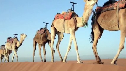 Five Amazing Facts About Camels