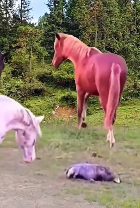 Cute animals funny videos  2024 best animals videos #cutecatvideos #funnycatvideos #cuteanimals #funny #reels #shortsvideo  #shorts #animal #funny animals #cat #animals #fyp