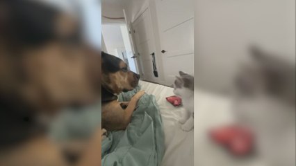 La relación de amor entre un perro y un gato que rompe todos los clichés