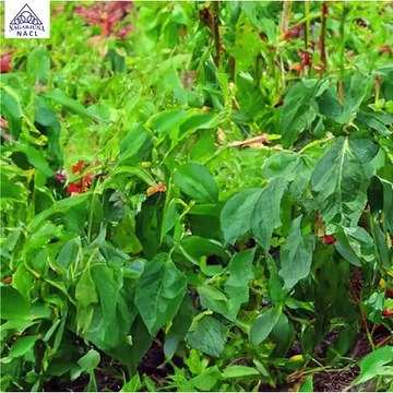 Top Agricultural Insecticides In India | Agrochemical Products