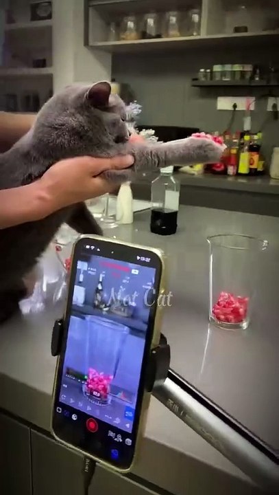 B.T.S__behind_the_scenes__#cats_#cute_#pets