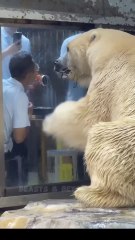 Polar Bear’s Cute Attempt to Drink Juice at Zoo #shorts